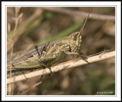 Field Grasshopper 2 - Chiorthippus brunneus