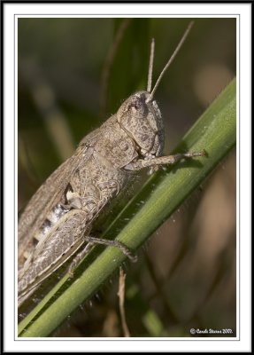 Field Grasshopper - Chiorthippus brunneus!
