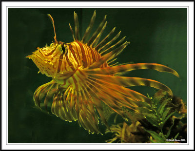 Lion fish - Pterois volitans (No I wont look at you) !