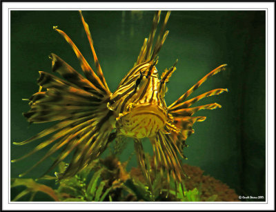 Lion fish - Pterois volitans, !