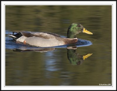 Double Mallard!