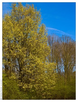 april 11th: Spring Yellow