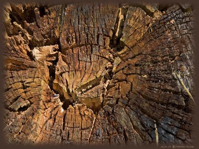 april 22nd: Rotten Tree Rings