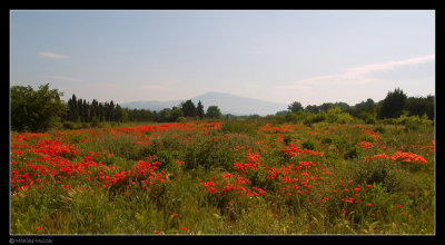 Poppies and Mont Ventoux