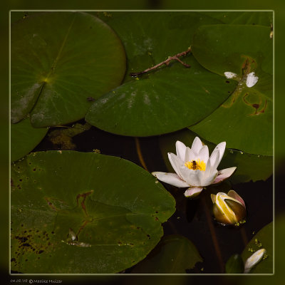 August 4th: Water Lily