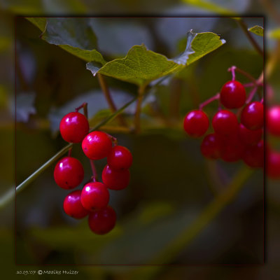30th: Fall Berries