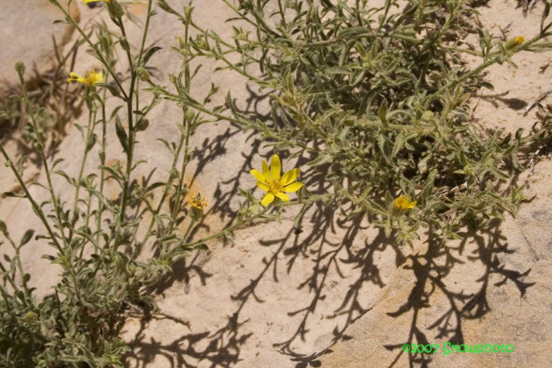 Capital Reef-flowers.jpg