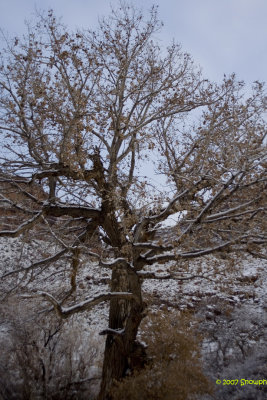 Tree Near Moab Ut.jpg
