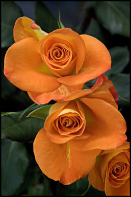 Chelsea Market Orange Roses
