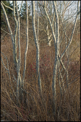 Maine Images 3-12-07_0156A3.jpg