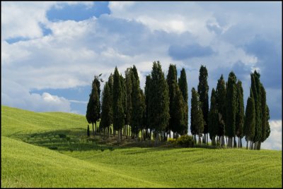 Cypress Trees, Val d'Orcia #1