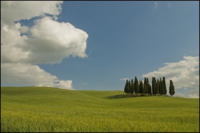 Cypress Trees, Val d'Orcia #2