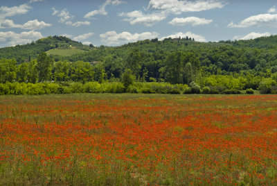 Tuscan Poppy Field between Monteriggioni and San Gimignano