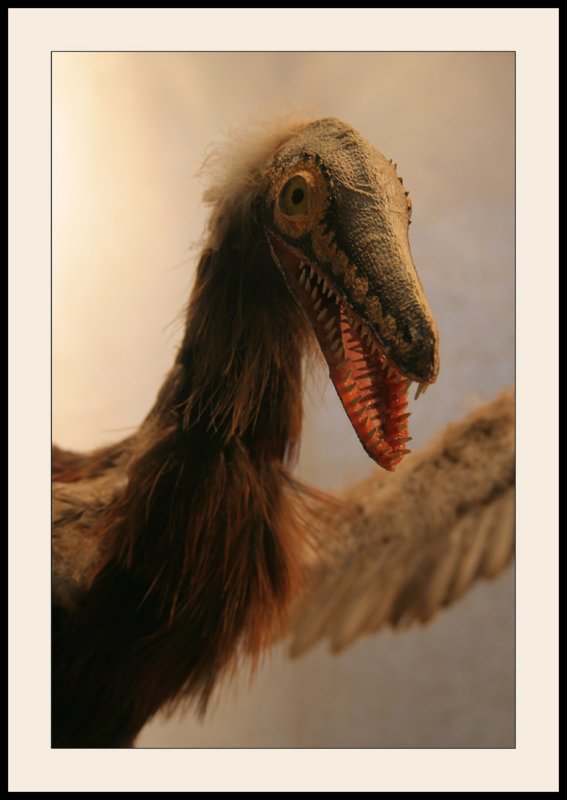 EsperazaReconstitution d'Archeopteryx