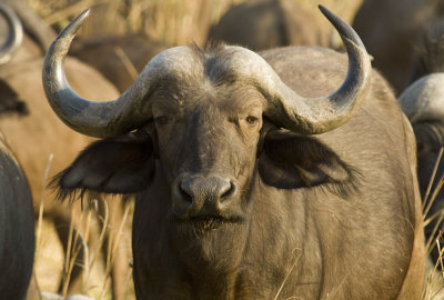 Buffalo, Zambia