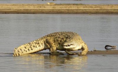 Crocodile on Selous, Tanzania