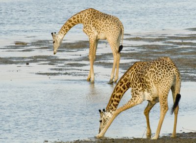 Drinking Giraffes, Tanzania