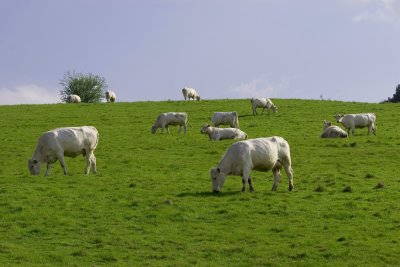 More cows