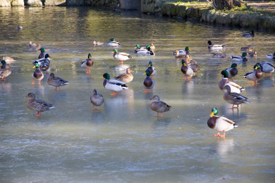 Ducks