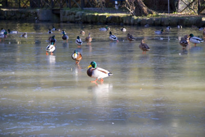 Some ducks more