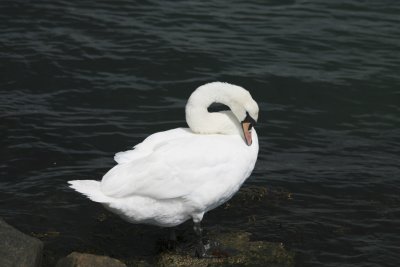 Swan