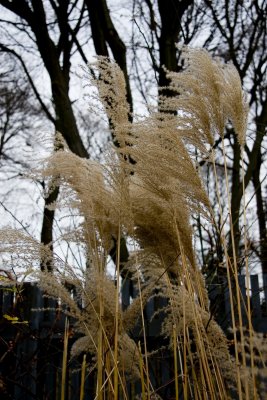 Reed