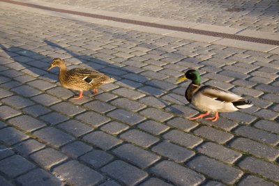 Walk like a duck