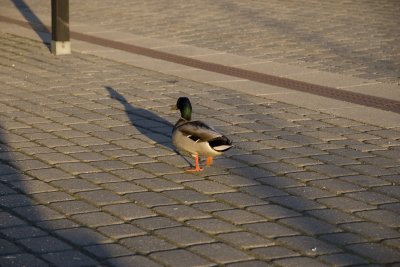 Walk like a duck