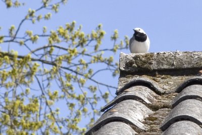 Some kind of bird