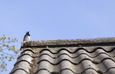 Some kind of bird