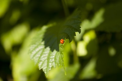 Ladybug