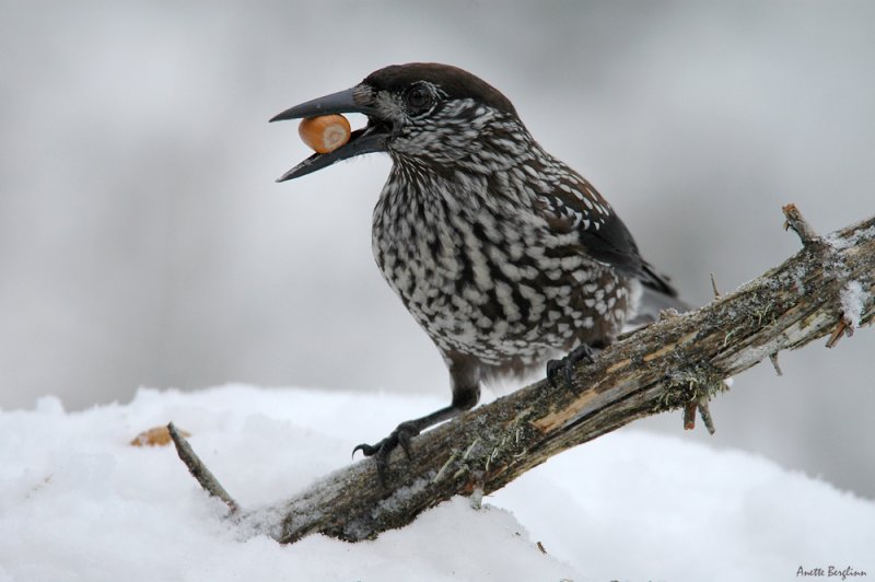 Nutcracker / Nucifraga caryocatactes / Ntkrka