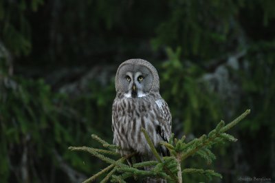 Great grey Owl / Strix nebulosa / Lappuggla