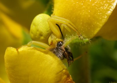 Spider eating fly / Blomkrabbspindel ter fluga