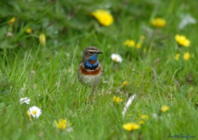 Bluethroat / Lucinia svecica / Blåhake