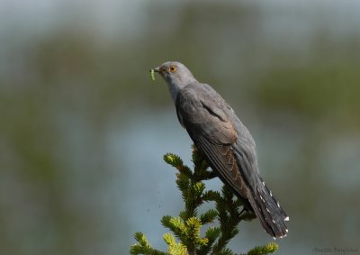 Common Cuckoo / Cuculus canorus / Gök
