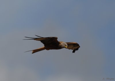 Red Kite / Milvus milvus / Rödglada