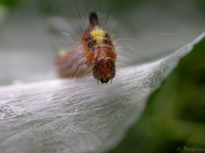 Apatele psi / Psiaftonfly