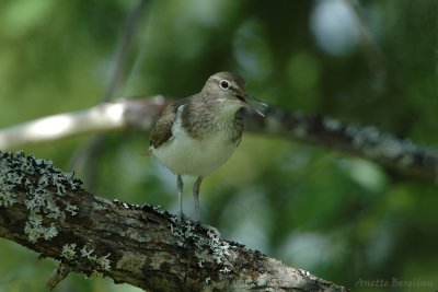 Common Sandpiper / Actitis hypoleucos / Drillsnäppa