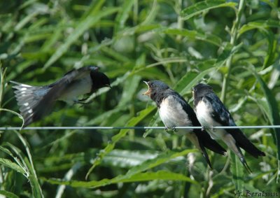give me give me - Barn Swallow / Hirundo Rustica / Ladusvala