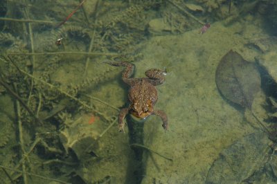 Froggie Went A Courtin'