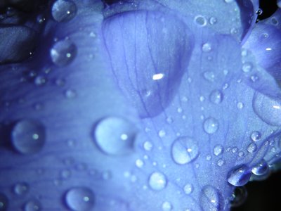 Iris/Rain