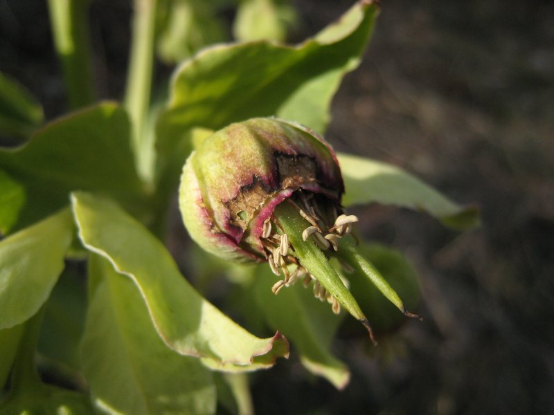 hellébore fétide <br><i>Helleborus foetidus</i>