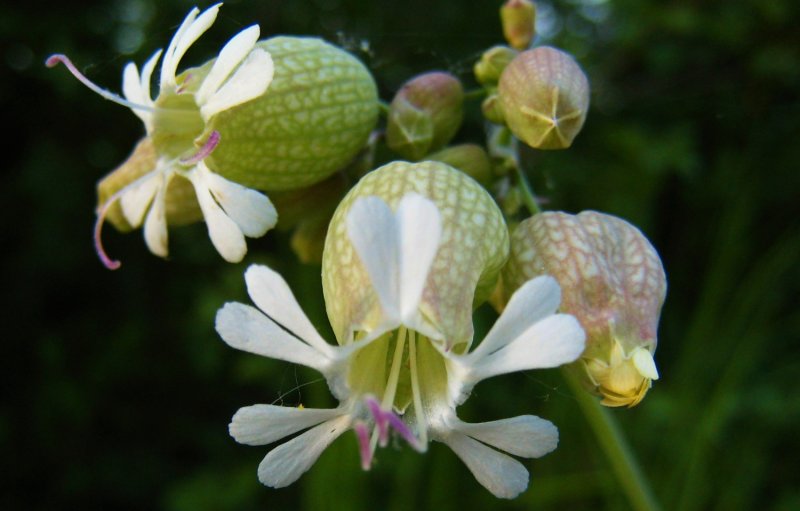 silène enflé <br><i>Silene vulgaris</i>.