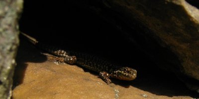 lzard (Fontainebleau, France)