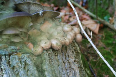 champignons et spores (taken w/ a friend's camera)
