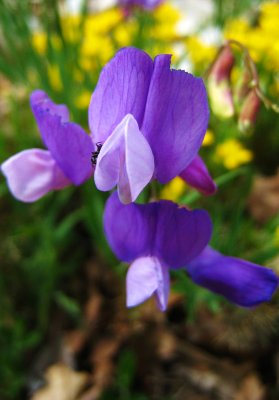 vesce faux-sainfoin Vicia onobrychioides