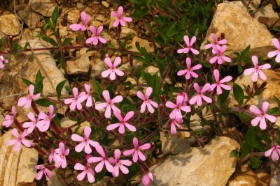 saponaire de Montpellier Saponaria ocymoides