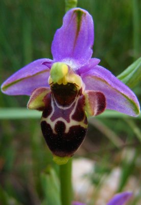ophrys frelon Ophrys fuciflora