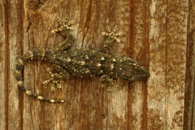 gecko (Catalogne Espagne)